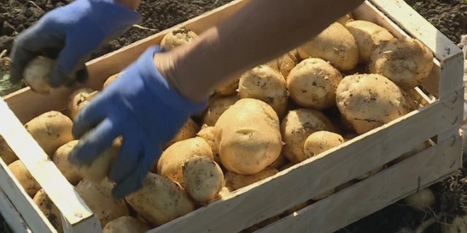 Cijene krumpira u Lici su se prepolovile u samo 7 dana