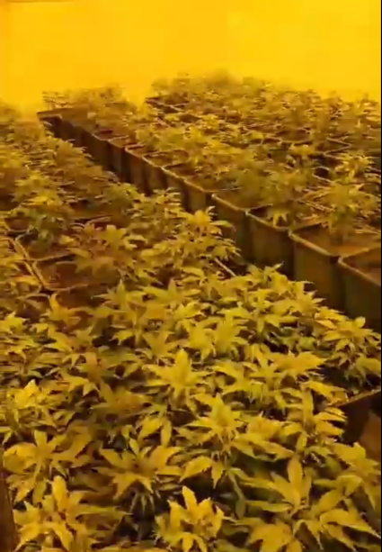 Otkrili tri laboratorija za uzgoj trave, našli čak 66 kg