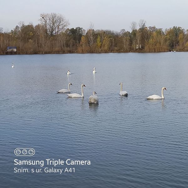 Pronađeni uginuli labudovi na jezeru Čingi Lingi kod Molva