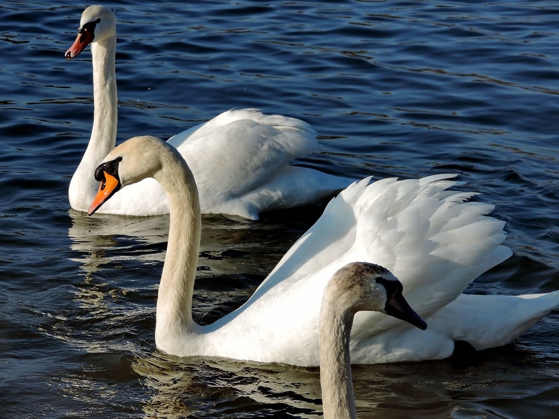 Uginuli labudovi na Šoderici i Jegenišu: Stožer Civilne zaštite apelira na oprez građana
