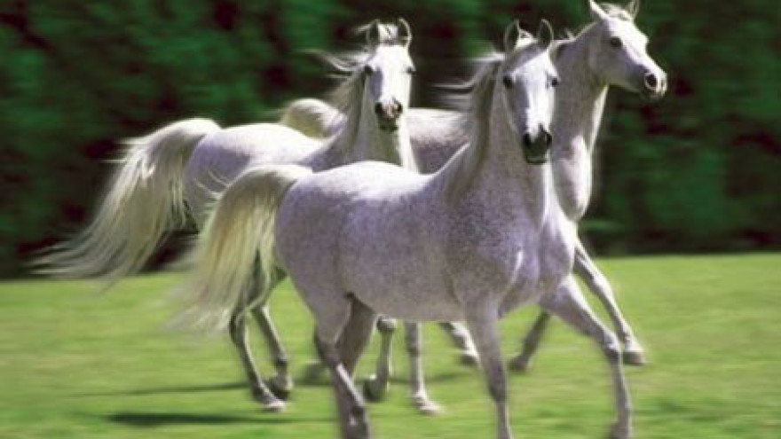 12. listopada 2007. Zločini agresorske vojske – vraćanje lipicanaca kao dio ratne štete koju je nanijela Srbija