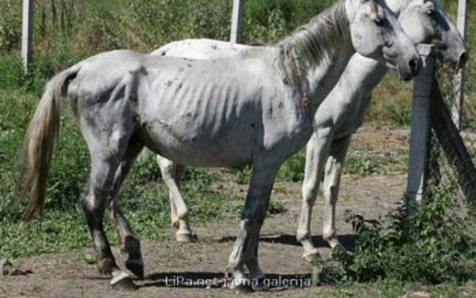 I KONJE UBIJAJU, ZAR NE? Preživjele Lipicance koji su izronili iz magle dočekali su uplakani mještani