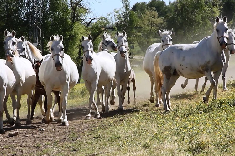 12. listopada 2007. Zločini agresorske vojske – vraćanje lipicanaca kao dio ratne štete koju je nanijela Srbija