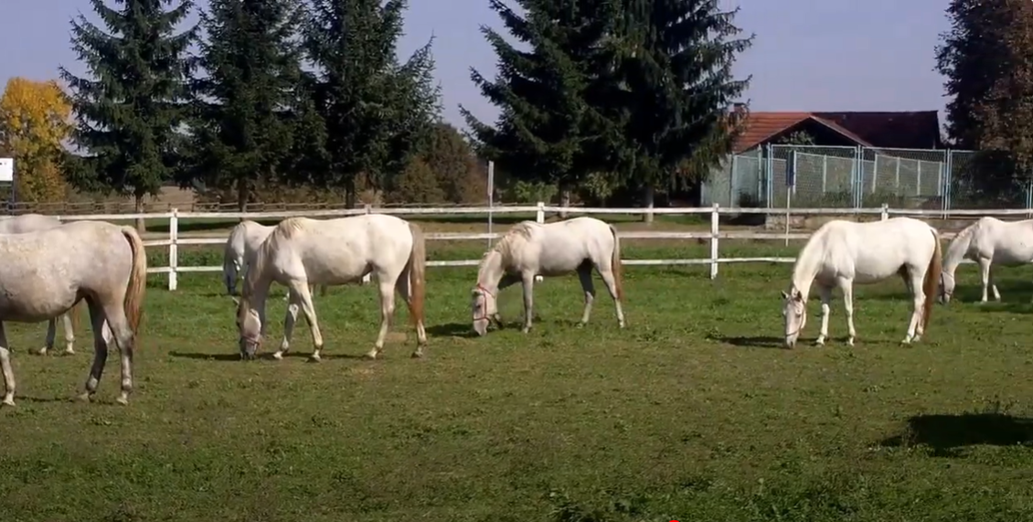 12. listopada 2007. Zločini agresorske vojske – vraćanje lipicanaca kao dio ratne štete koju je nanijela Srbija