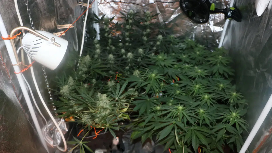 Uzgajao travu kod Koprivnice u laboratoriju, prijetio ženi (34)