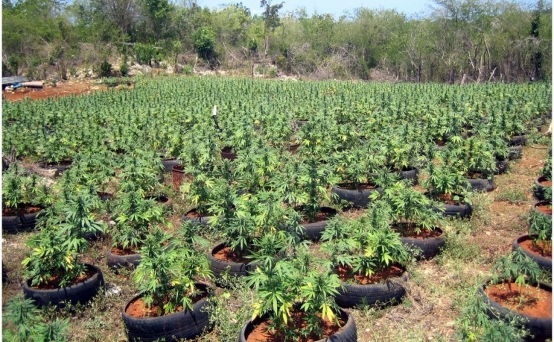 Policija uhitila i četvrtoga srbijanskog državljanina zbog preprodaje marihuane