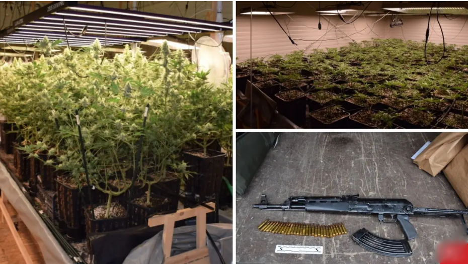 VIDEO Pogledajte dva labosa marihuane u Velikoj Gorici