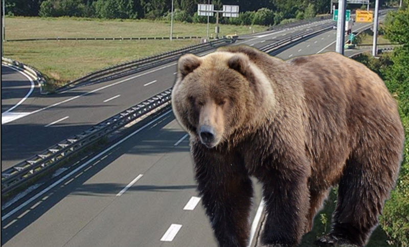 Medvjed na autocesti Rijeka – Zagreb. Prometna nesreća kod vijadukta Golubinjak