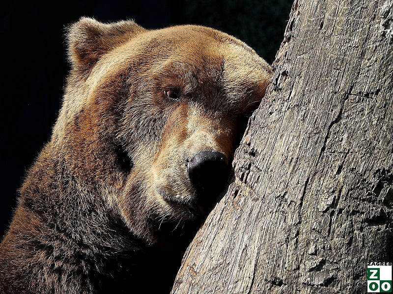4. listopada Međunarodni dan zaštite životinja – čuvajmo ugrožene vrste koje su bogatstvo Hrvatske!