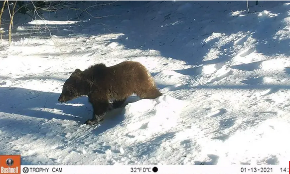NEMA SPAVANJA Medvjedi snimljeni u šetnji od Velebita do Gorskog kotara