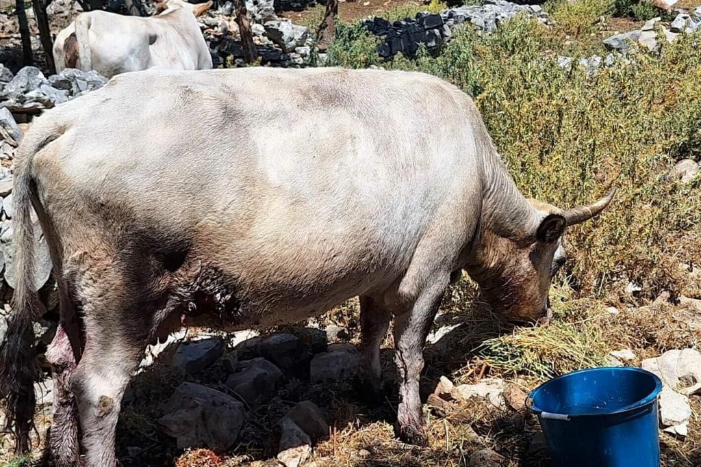 ZVIJERI OKO NAS Vapaj krave Milave: ‘Muuu... Jedva sam preživjela napad čopora vukova, izgrizli su mi vime, ministre Dabro, pomagaj!‘