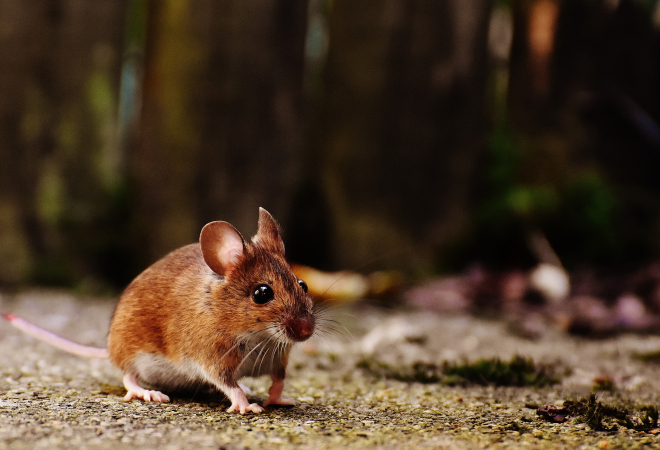 OPASNA NAJEZDA MIŠEVA U HRVATSKOJ: ‘U 40 godina radnoga staža nikad nisam doživio ovoliku količinu miševa’