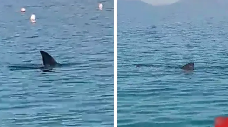 Ogroman morski pas kod Cresa: 'Satima je kružio uz obalu'