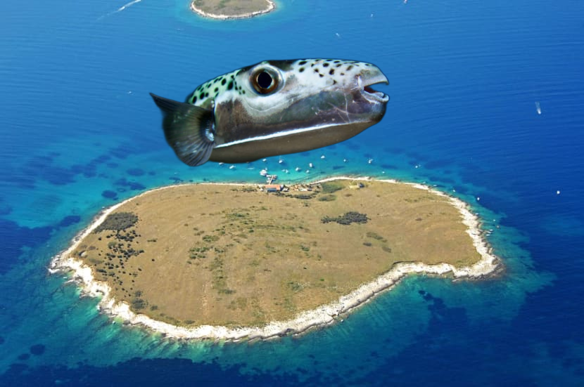 Kod Rovinja vidjeli najotrovnije ribe svijeta, jednu ulovili! Imaju otrov 1200 puta jači od cijanida