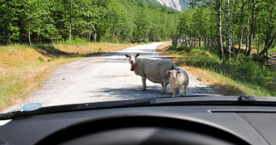 Automobil naletio na vuka, a to je samo jedan od brojnih slučajeva ovoga mjeseca