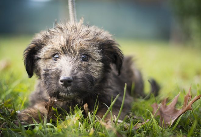 MONSTRUOZAN ČIN KOD KOPRIVNICE: Bezdušno vezao psa špagom i objesio o drvo. Šetač ga je našao prekasno