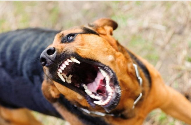 Dječaka izgrizao pas po tijelu, imat će traume cijeli život! Šokirat ćete se kad vidite koliku je kaznu platio vlasnik psa!