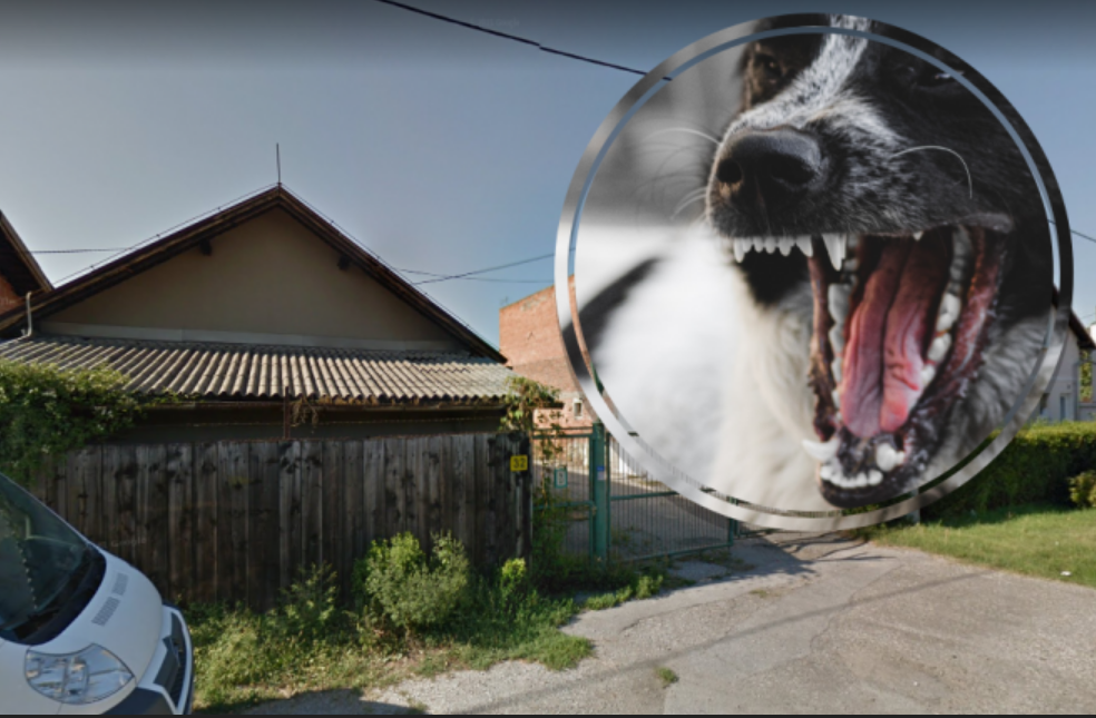 (FOTO) RASTRGALI GA BAKI PRED OČIMA! Masakr u Zagrebu, građani bijesni na vlasnicu: ‘Svako malo pobjegnu, pse hitno treba oduzeti’