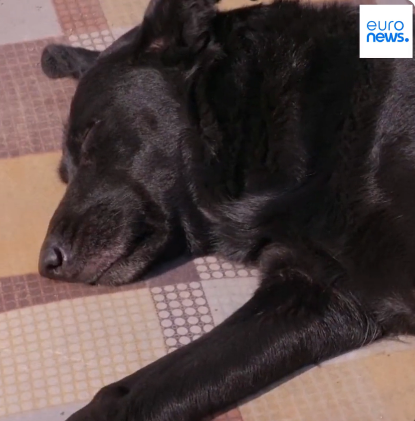 (VIDEO) PRIZOR OD KOJEG SRCE PUCA: Kujica danima čeka da izvuku vlasnicu iz ruševina