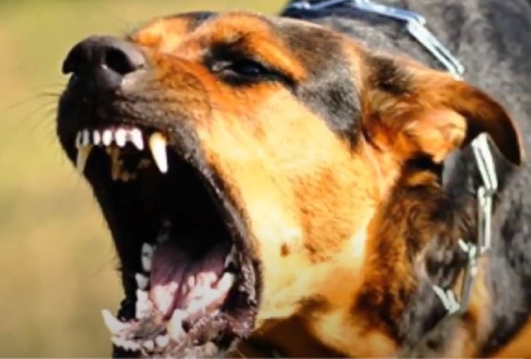 Šetnja koja je završila hororom: Pet pasa napalo ženu, život joj je ugrožen