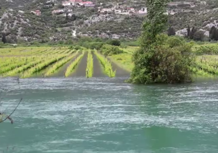 POPLAVE UGROZILE HRVATSKO VOĆE I POVRĆE! Iz Vrgorca nam otkrivaju što se događa: ‘Berba je ugrožena, bio bi to gadan problem’