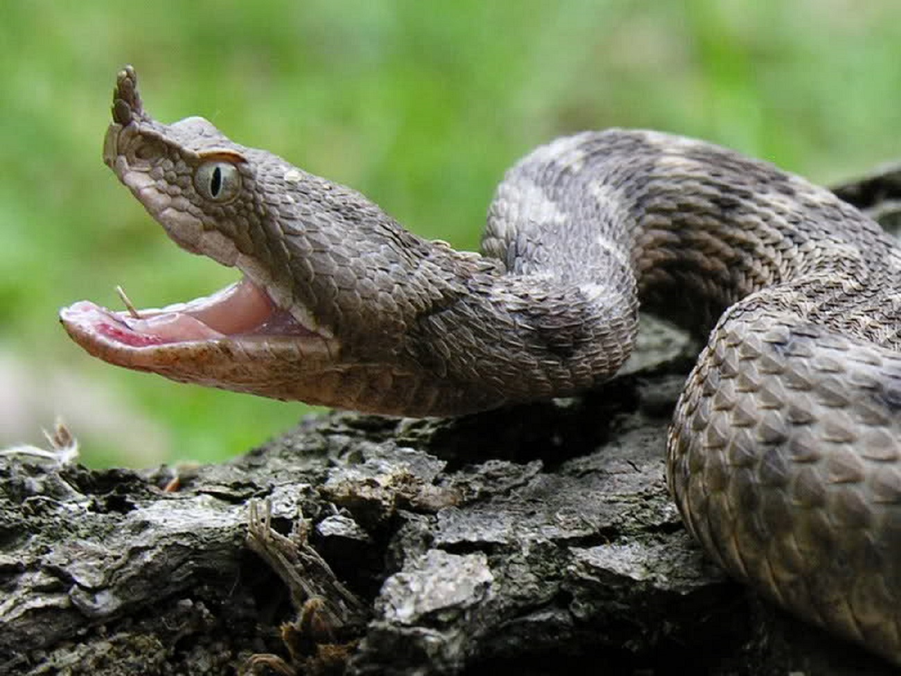 Zmije se bude s proljećem: Poskoci ponovno prijetnja ljudima i stoci