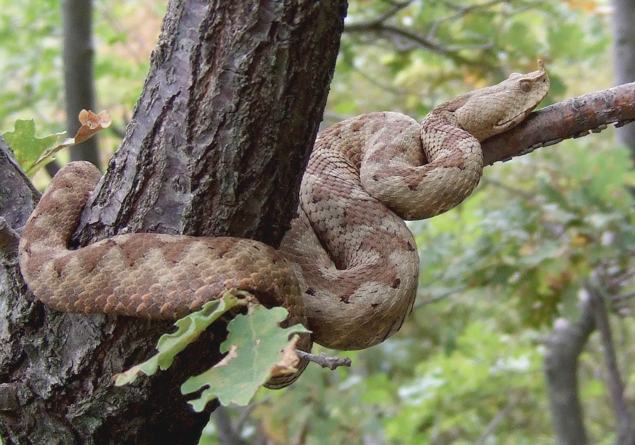 'Nedavno je poskok ugrizao čovjeka kod Splita. Zasad imamo dovoljno protuotrova'