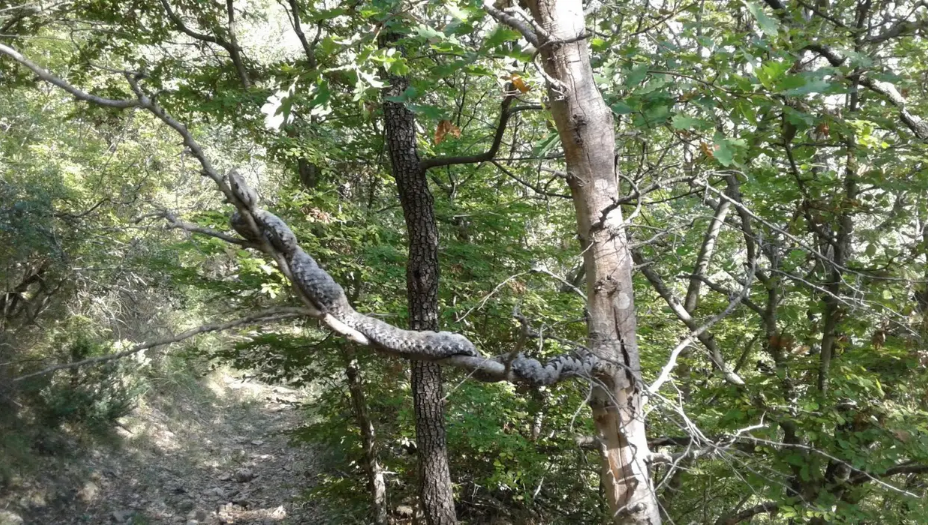 Brao šparoge i našao ogromnog poskoka na grani: Najveći je kojeg sam vidio, izgleda strašno