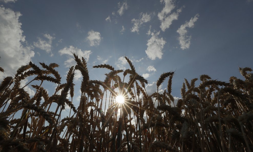 Prve procjene: Ove godine više pšenice, zobi, ječma i uljane repice