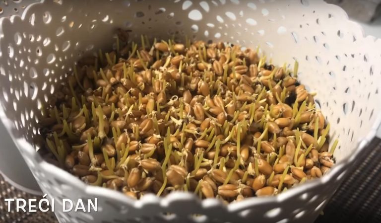 Stari hrvatski običaji vezani uz dan svete Lucije – što su radili Slavonci, Podravci i Međimurci?