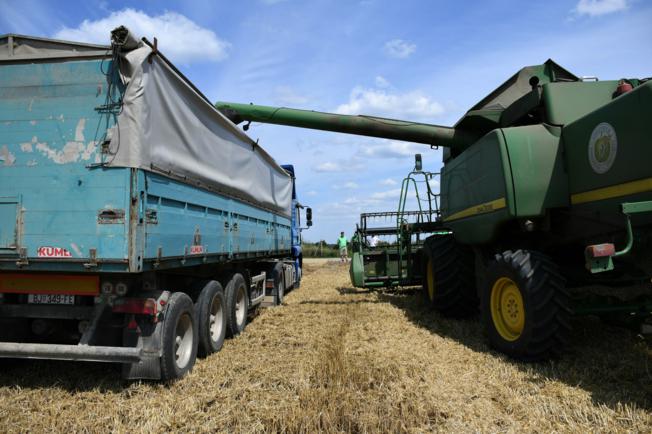 U robnim zalihama 50.565 tona pšenice