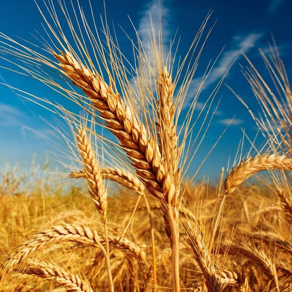 ANALITIČARI UPOZORAVAJU NA JOŠ VEĆU BIJEDU U SVIJETU, A HRVATSKIM VLASTIMA HRVATSKI SELJAK NIJE PARTNER IAKO BEZ SELJAKA KRUHA NEMA!