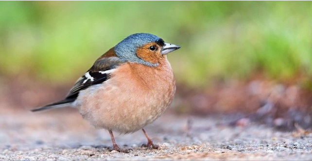 Zbog onečišćenja bukom ptice ne pjevaju isto kao prije