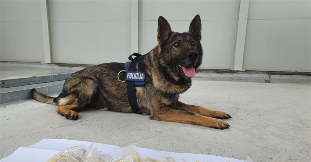 INSPEKTOR WOLF ‘Njemački‘ specijalac nedavno je otkrio kilogram heroina na graničnom prijelazu Vinjani Gornji. Kad nanjuši drogu, ukipi se ili legne i ne pušta...