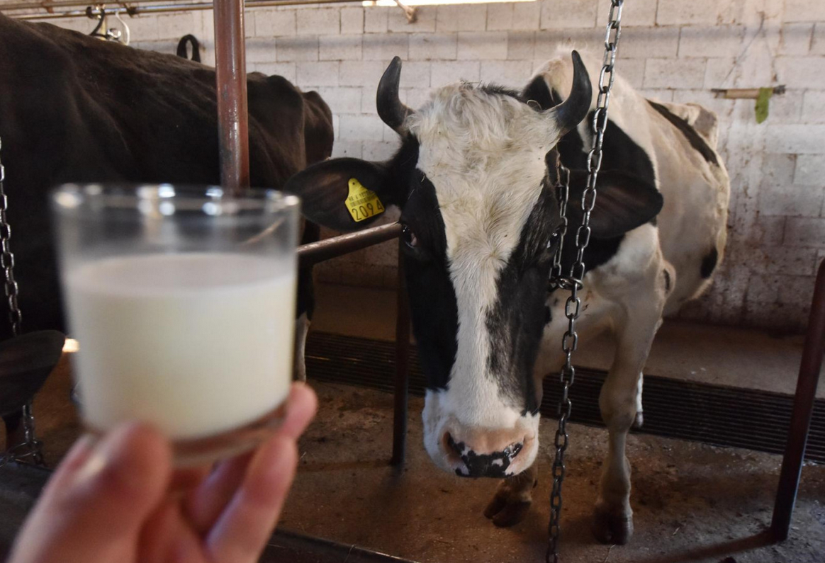 OZBILJNO UPOZORENJE IZ POLJOPRIVREDNE KOMORE: Hrvatska bi mogla ostati bez vlastitog mlijeka