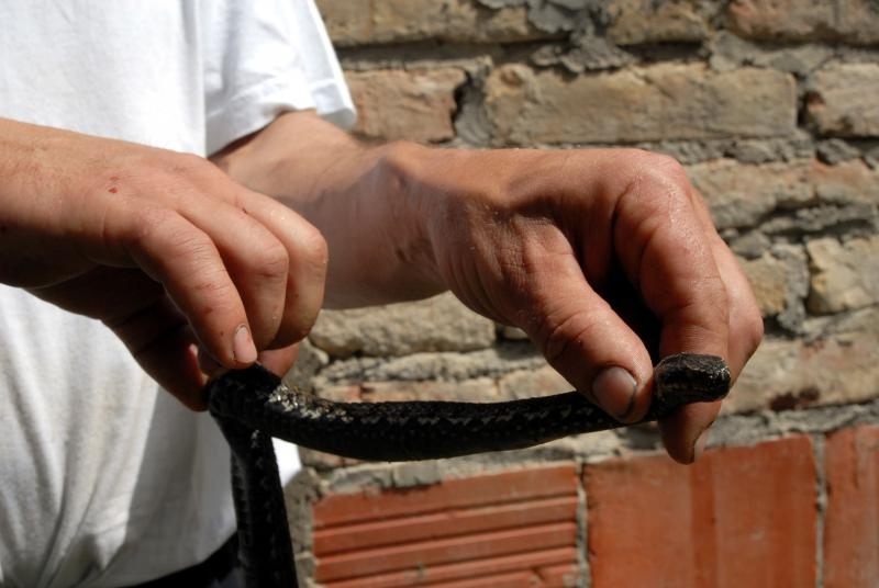 Od branitelja na prvim linijama obrane Domovine do jedinog zmijolovca u Hrvatskoj