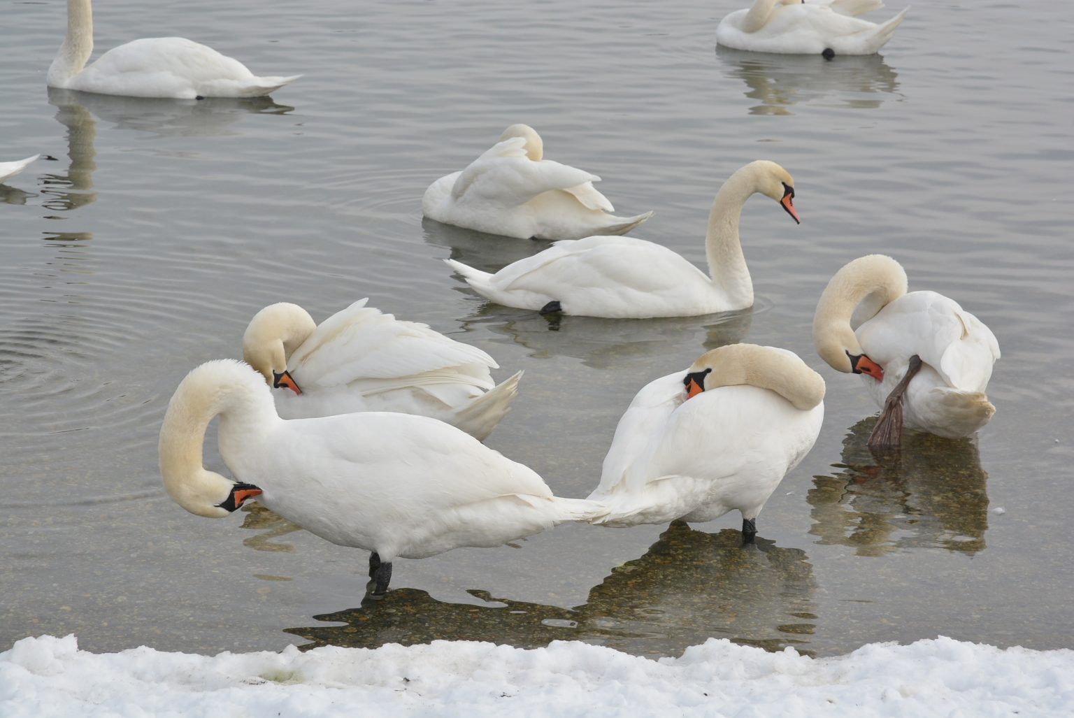 Potvrđen novi slučaj ptičje gripe u Hrvatskoj
