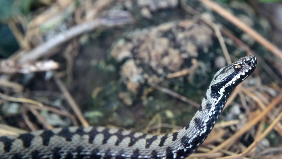 Ženu kraj Slavonskog Broda za nogu ugrizla zmija, u bolnici je: 'Izgleda da se radi o riđovki'