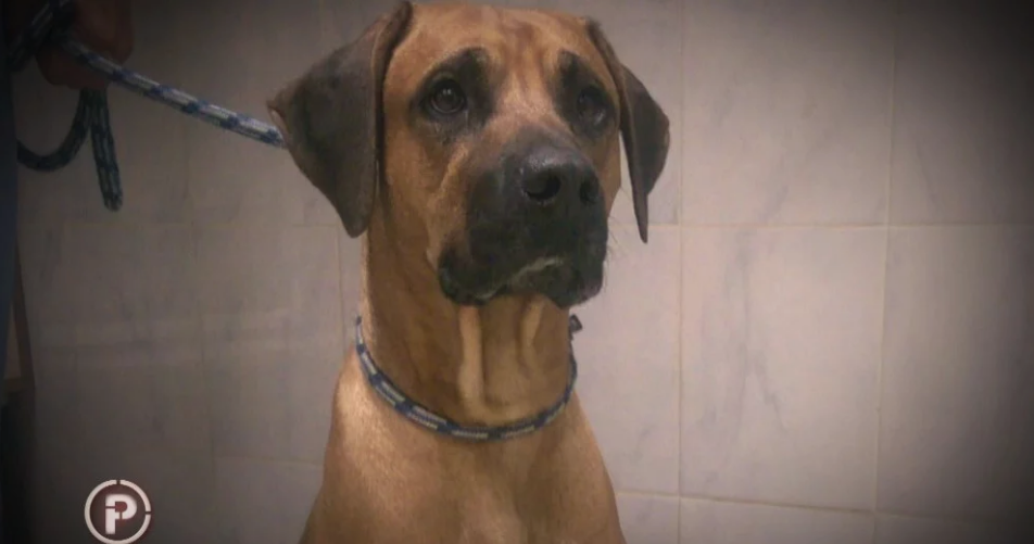 Raspisana tjeralica za muškarcem kojeg sumnjiče da je silovao svoje pse i sve to snimao!