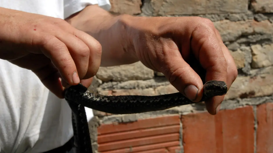 Horor u Slavonskom Brodu: Otrovna zmija riđovka ugrizla dječaka (7) na dječjem igralištu