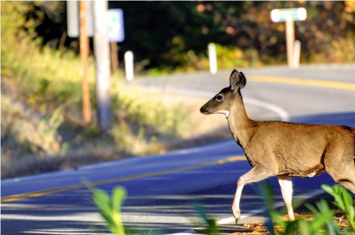 Lovački savez: Ilegalni imigranti ugrožavaju loviša i uništavaju šume
