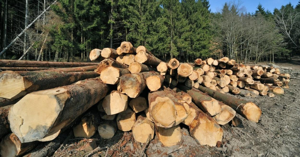 Kako je operirala šumarska mafija: U tri godine okrenuli 24 milijuna kn, pomagale im i knjigovotkinje