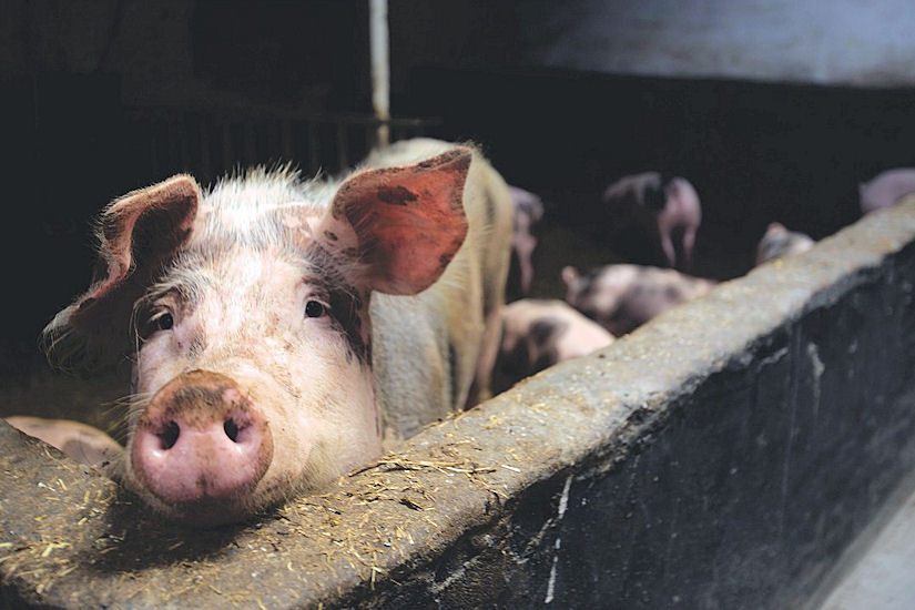 U Gradištu eutanazirano 81 svinja zbog afričke svinjske kuge, poziv na oprez