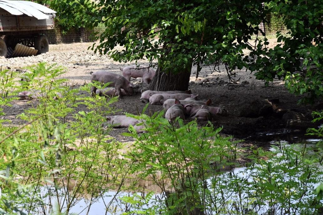 AFRIČKA SVINJSKA GRIPA  Ljudima na Baniji nije jasno zašto moraju pobiti svoje domaće životinje: ‘Svinje nisu ni testirali, samo naređuju’