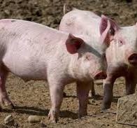 Baranjski stočari prosvjeduju nakon odluke Ministarstva: "To možete raditi u Županji, Vinkovcima i DP-u"