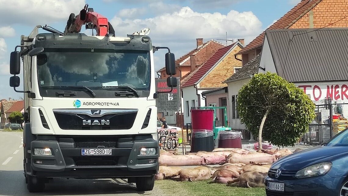 U godinu dana nestalo 8000 muznih krava, 92.000 svinja i 174.000 peradi