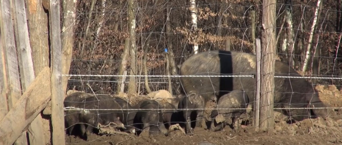Slavonija: Pred bankrotom 444 OPG-a, farmeri ne smiju nabavljati nove svinje
