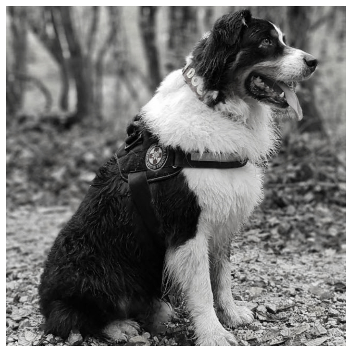 Thor, četveronožni junak HGSS-a otišao na vječni počinak