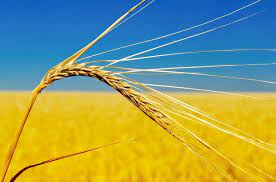 Produljen ugovor o izvozu ukrajinskog žita iz crnomorskih luka, no jedan detalj je neobičan: ‘UN to ni ne spominje...‘