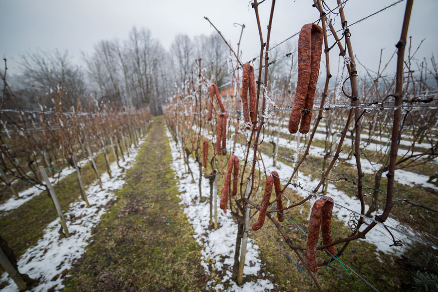 Vincekovo - početak nove vinogradarske godine